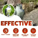 91449 Falcon-Scare-Bird-decoy-10.webp